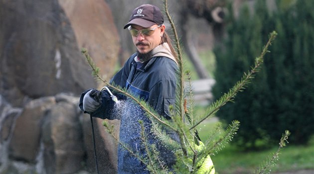 Pracovník Technických slueb v Novém Jiín David Birka stíká jehlinany v