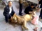 Vyhladovlí povstalci v Damaku sndli lva, symbol Asadova klanu