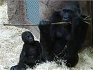 Gorily umjí skvle loupat vtve