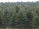 Ch�adnouc� porost smrk� pichlav�ch po parazitaci kloubnatkou smrkovou
