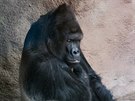 Stříbrohřbetý gorilí samec Richard