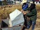 Sklizeň rýže z pole na střeše čtypatrového domu v čínském městě Šao-sing byla...