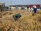 Rýžové pole na střeše domu v čínském městě Šao-sing má 120 metrů čtverečních.