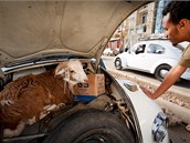 Koza v aut (ilustraní foto)