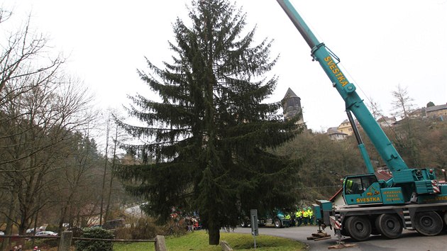 Kácení vánočního stromu pro Prahu v Ratajích nad Sázavou.