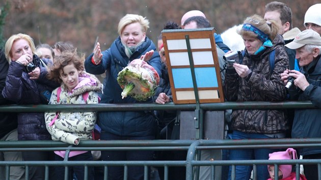 Brnnsk ledn medvata Kometa a Nanuk oslavila sv prvn narozeniny. Dostala i dort z ryb, zeleniny a ovoce.