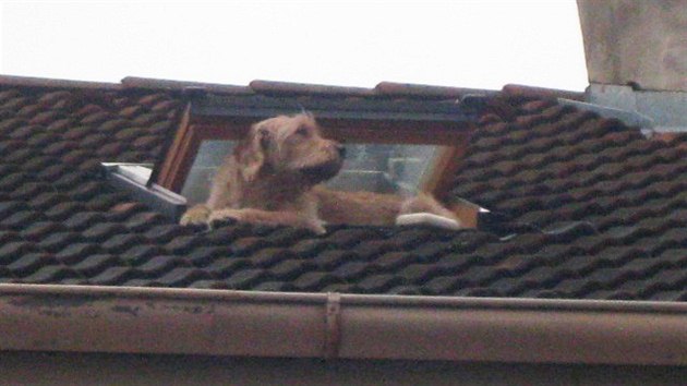 Pes vylezl stenm oknem a prochzel se po stee jednoho z hradeckch nkolikapodlanch dom.