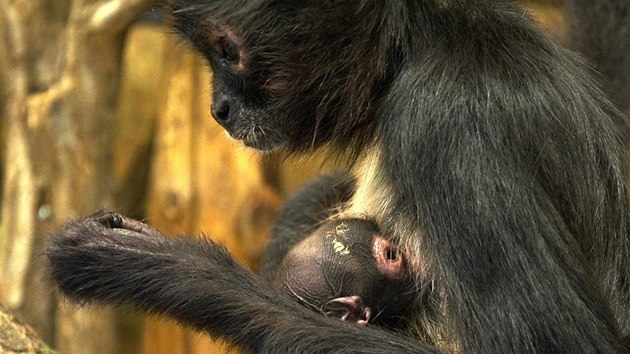 U chápanů se také radují z nového přírůstku: samice Tatula 16. října porodila své čtvrté mládě. Podařilo se ho nafotit pouhou hodinu po porodu.
