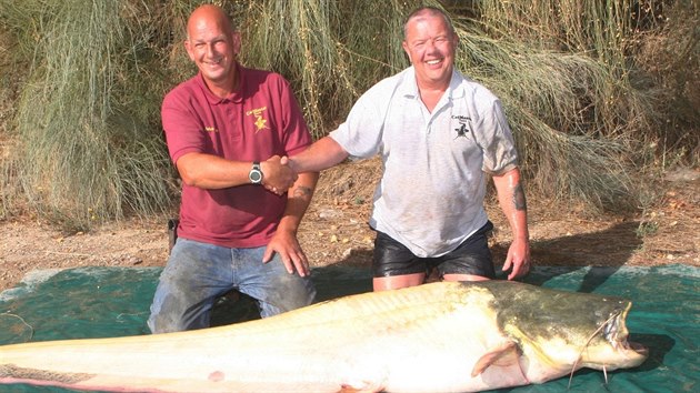Šťastný rybář Bernie Campbell (vpravo) s odborníkem na lov sumců Johnem Deakinem a největším chyceným sumcem albínem na světě.
