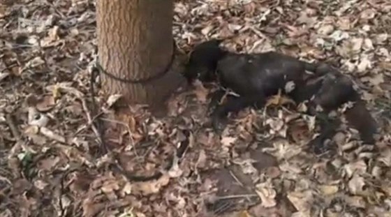 Uhynulého psa objevila v nedli v lese u Budyn nad Ohí kolemjdoucí ena....