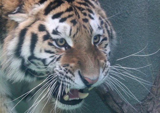 Samec tygra ussurijského Amur, jenž od víkendu sídlí v olomoucké zoo na Svatém...