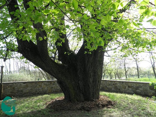 Významný strom (ilustrační foto)