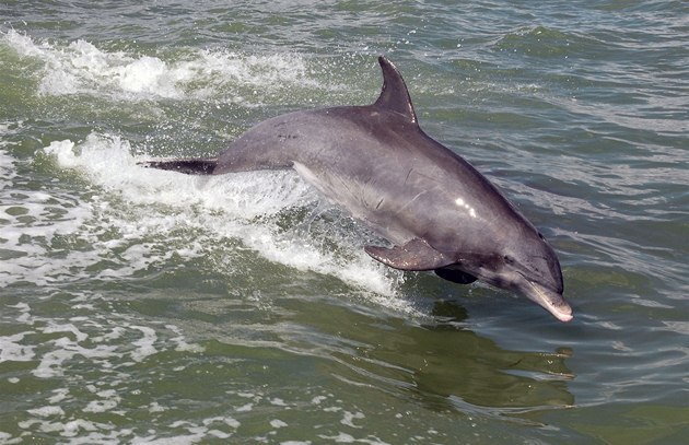 Delfín (ilustraní foto)