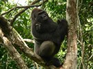 Habituovaná gorila níinná k sob nechá lidi piblíit. 