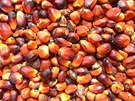 Palmový olej se vyrábí z oplodí palem.