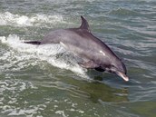 Delfín (ilustrační foto)