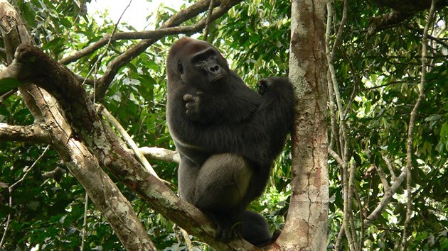 Habituovaná gorila nížinná k sobě nechá lidi přiblížit. 