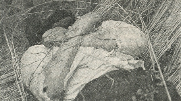 Mrtvola ženy nalezená v poli