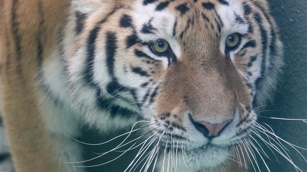 Samec tygra ussurijskho Amur, jen od vkendu sdl v olomouck zoo na Svatm Kopeku. Jeho pvodnm domovem je Maarsko. (2. prosince 2013)