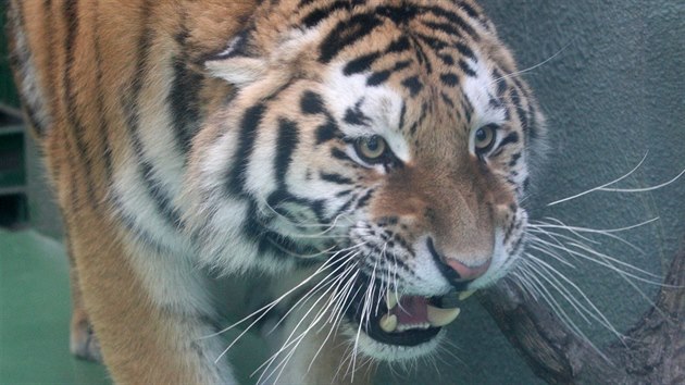 Samec tygra ussurijskho Amur, jen od vkendu sdl v olomouck zoo na Svatm Kopeku. Jeho pvodnm domovem je Maarsko. (2. prosince 2013)