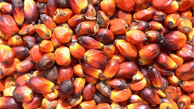 Palmový olej se vyrábí z oplodí palem.