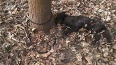 Uhynulého psa objevila v ned�li v lese u Budyn� nad Oh�í kolemjdoucí �ena....