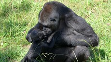 Moja s mlád�tem na po�átku zá�í 2013 ve venkovním výb�hu v Cabárcenu