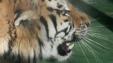 Samec tygra ussurijského Amur, jenž od víkendu sídlí v olomoucké zoo na Svatém...