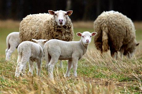 Akoliv ovcí v Beskydech v posledních letech zase pibývá, s udrováním vzdálenjích pastvin musí ochráncm pírody pomoct i technika. (Ilustraní snímek)