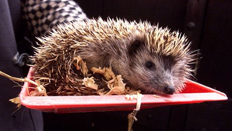 Vtina jek nalezených v eských Budjovicích skonila v ZOO v Hluboké nad Vltavou. Ilustraní foto.