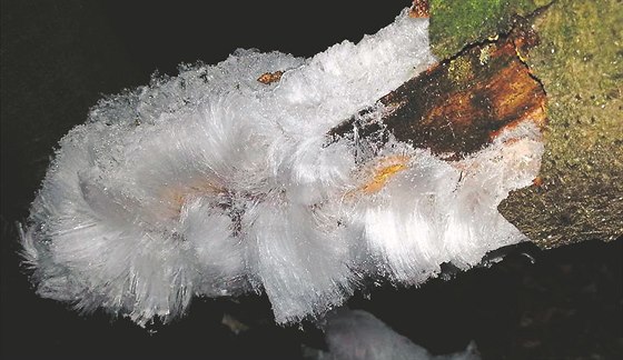 Ledové kvty mohou vyrst na vláknech hub, na kterých se utvoí námraza a...