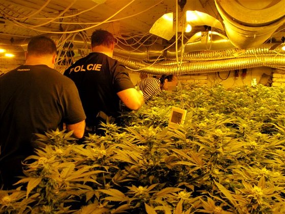 Policisté v Ai rozkryli organizovanou skupinu, která prodávala marihuanu a pervitin do Nmecka. Ilustraní snímek