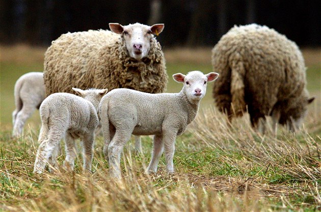 Ve Španělsku se po 50 letech objevily nebezpečné neštovice ovcí a koz