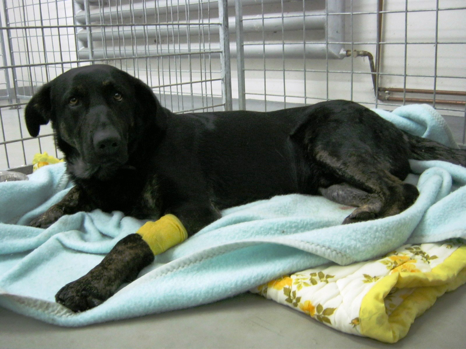 Pes Bak u jihlavské veteriná�ky Petry Orthové.