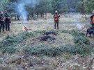 Druhý velký hon na pemnoená divoká prasata se uskutenil v okolí Mníku pod...