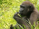 Gorily mají svá jména a rozdílné charaktery, pílinému vytváení vztah mezi...