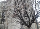 Za kostelem svatého Antonína na Strossmayerov námstí u týden kvetou stromy.