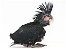 Kakadu palmový na nové fotografii