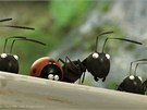Z filmu Mrouskové: Údolí ztracených mravenc