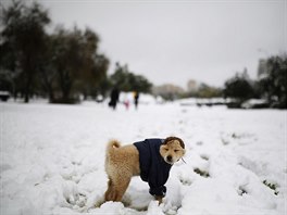 Radost ze snhové nadílky mla i zvíata. I kdy nkterá z nich musela...