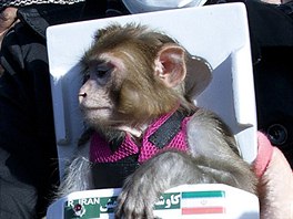 Íránská opice nesoucí jméno Fargam (Šťastná) po svém údajném návratu z cesty na...