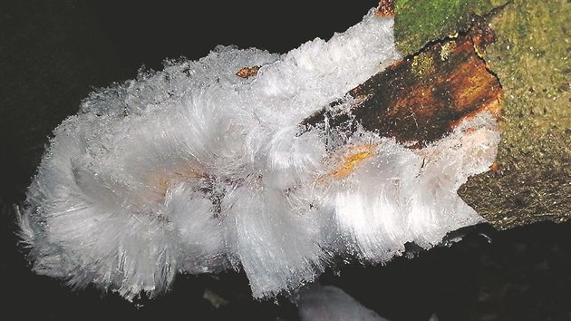 Ledové kvty mohou vyrst na vláknech hub, na kterých se utvoí námraza a...