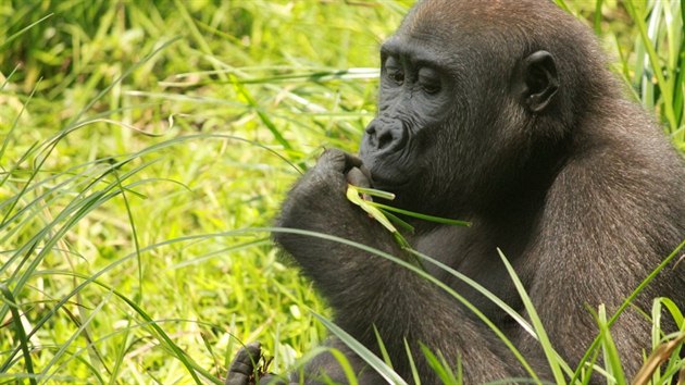 Gorily mají svá jména a rozdílné charaktery, přílišnému vytváření vztahů mezi zvířaty a lidmi se ale vědkyně brání.