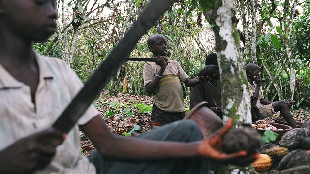 Chlapci s maetami sklz kakaov lusky na planti na Pobe Slonoviny.