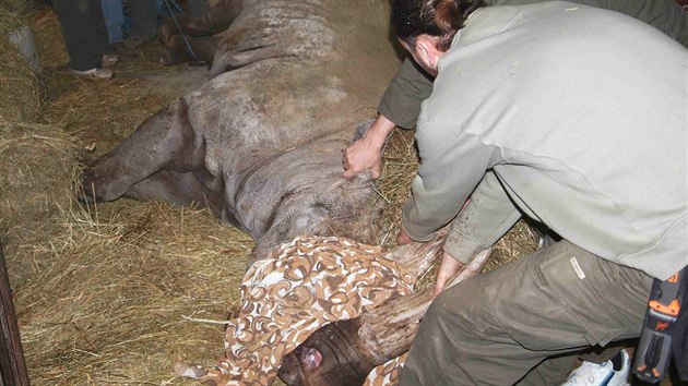Nmeck specialista Timo Zwick trhal zuby samici nosoroce dvourohho Joly v ZOO Dvr Krlov nad Labem.