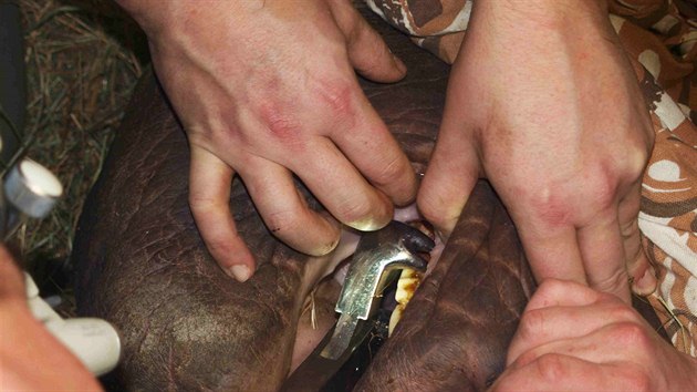 Německý specialista Timo Zwick trhal zuby samici nosorožce dvourohého Joly v ZOO Dvůr Králové nad Labem.