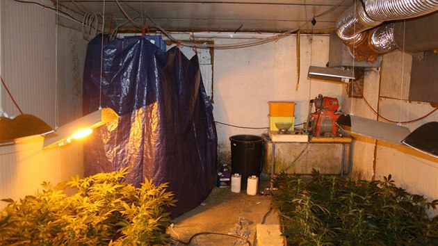 Policie našla na Královéhradecku pěstírnu marihuany.