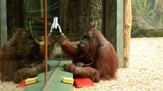 Samice orangutana aneta pi pedvánoním úklidu ve dvorské zoo.