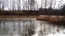 Kíenec zoufale ekal na záchranu uprosted ásten zmrzlého rybníka.