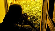 Ve sklep komerního objektu v Sokolov objevili policisté pstírnu marihuany.